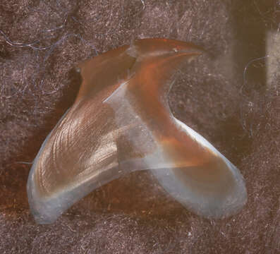 Image of Neoteuthis Naef 1921