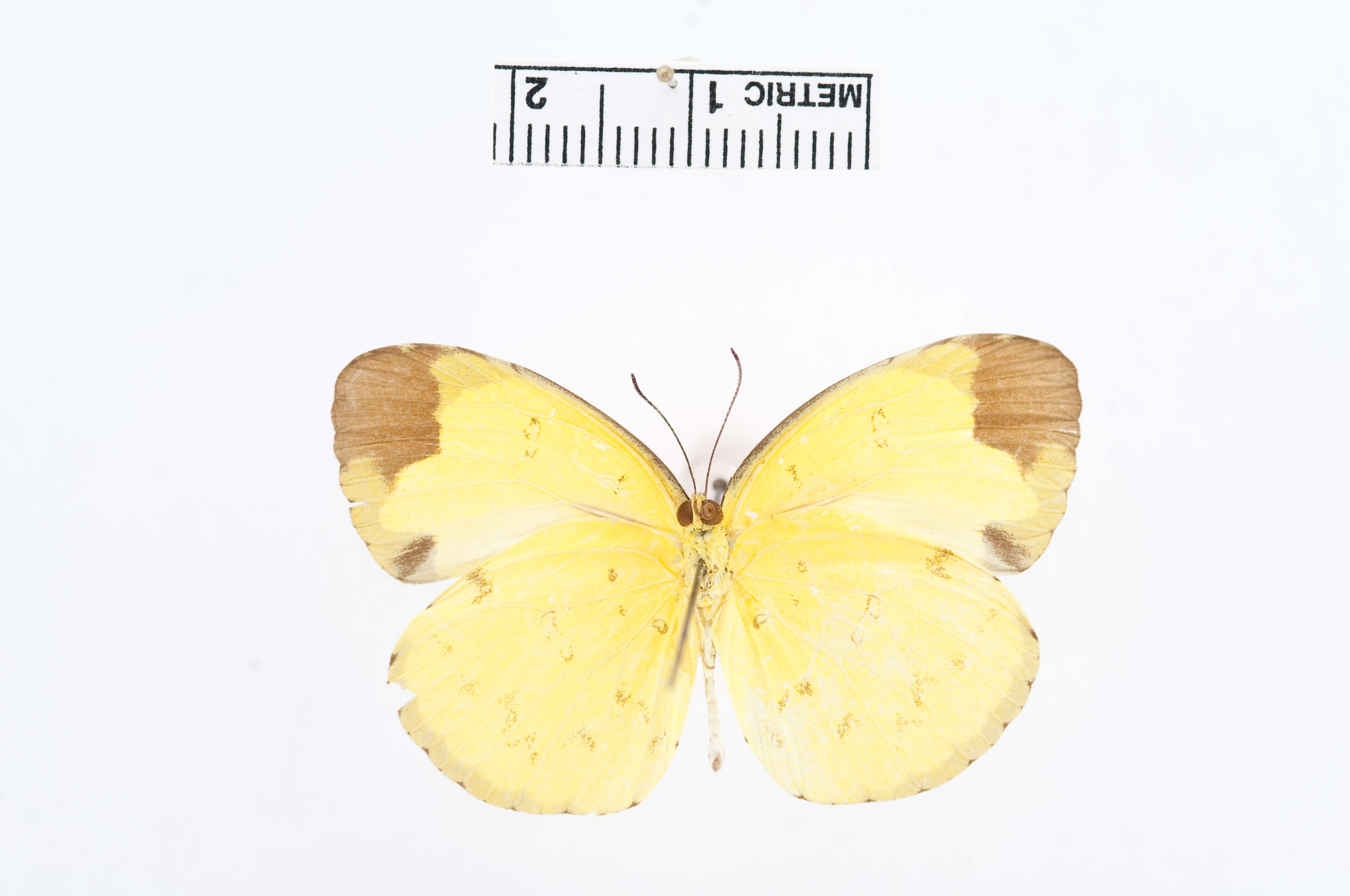 Image of Eurema sari (Horsfield 1829)