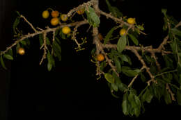 Image of Agonandra obtusifolia Standl.