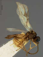 Sivun Lysiphlebus testaceipes (Cresson 1880) kuva