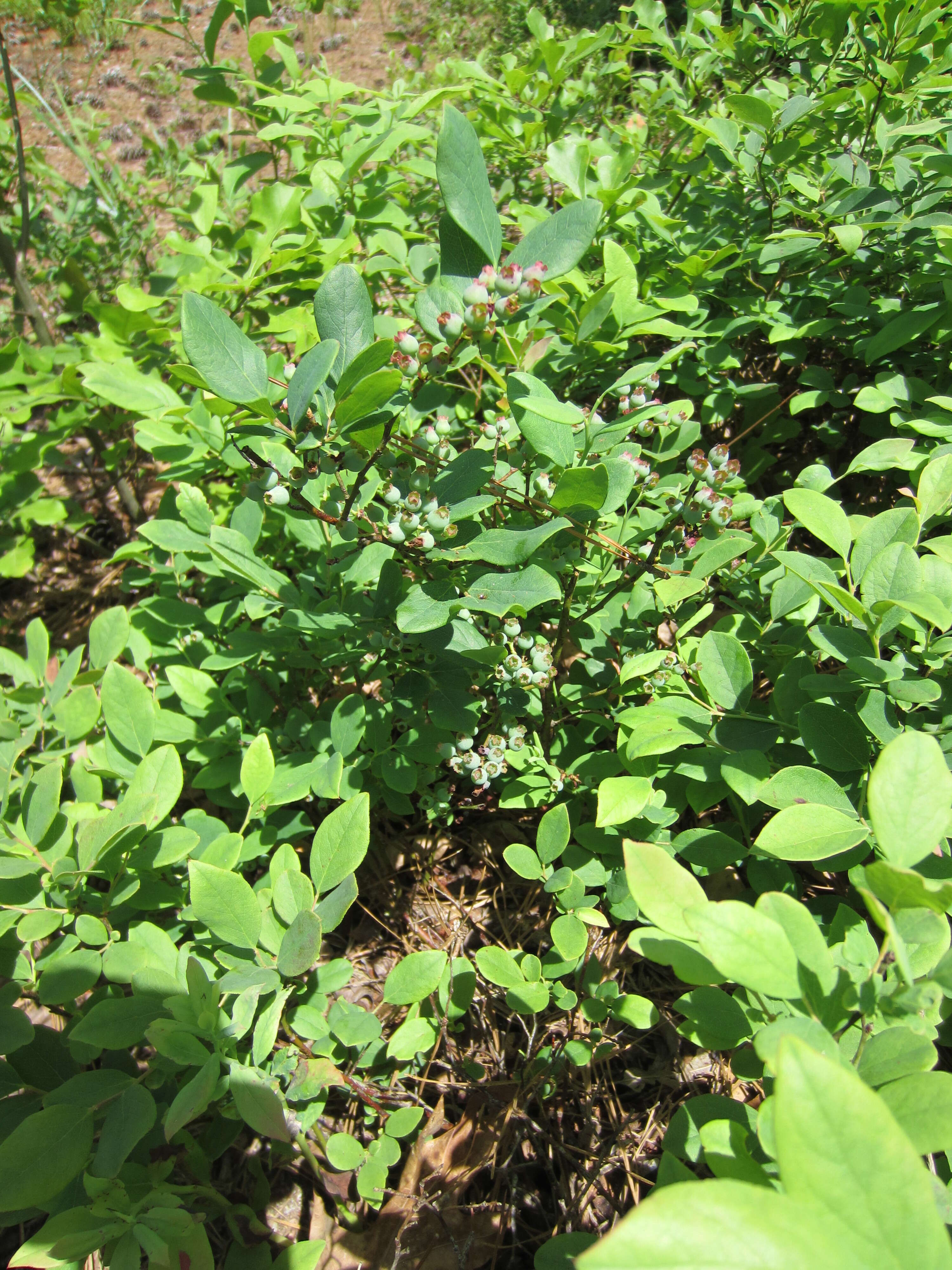 Image of Blue Ridge blueberry