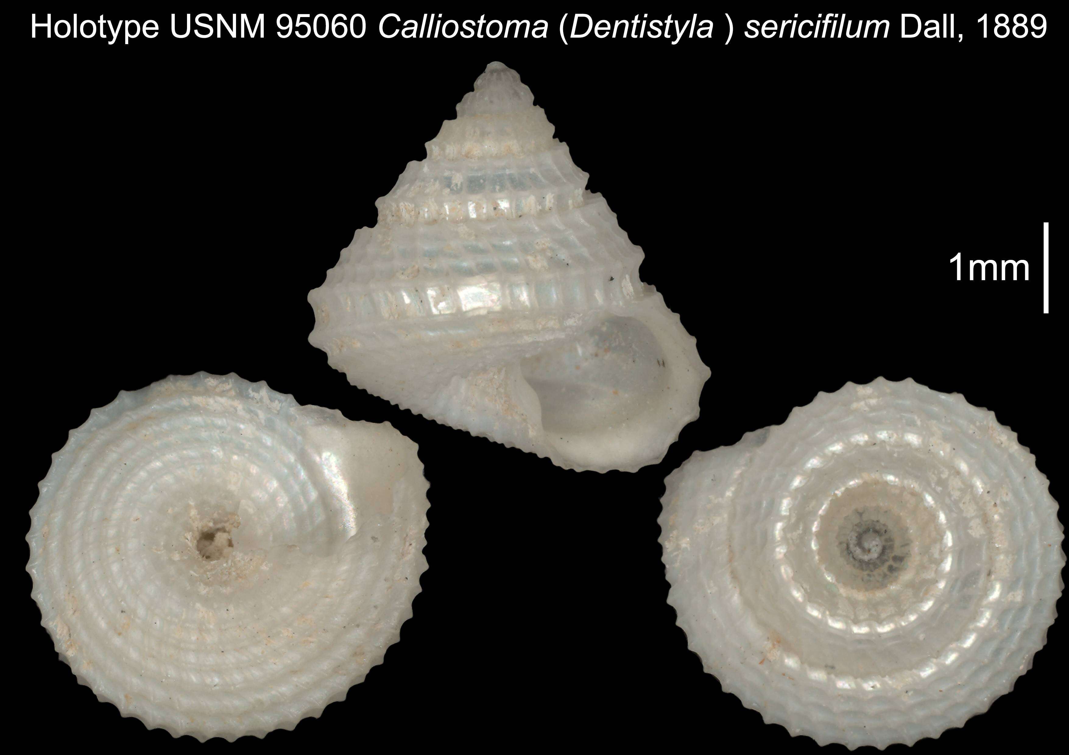 Image of Dentistyla sericifilum (Dall 1889)