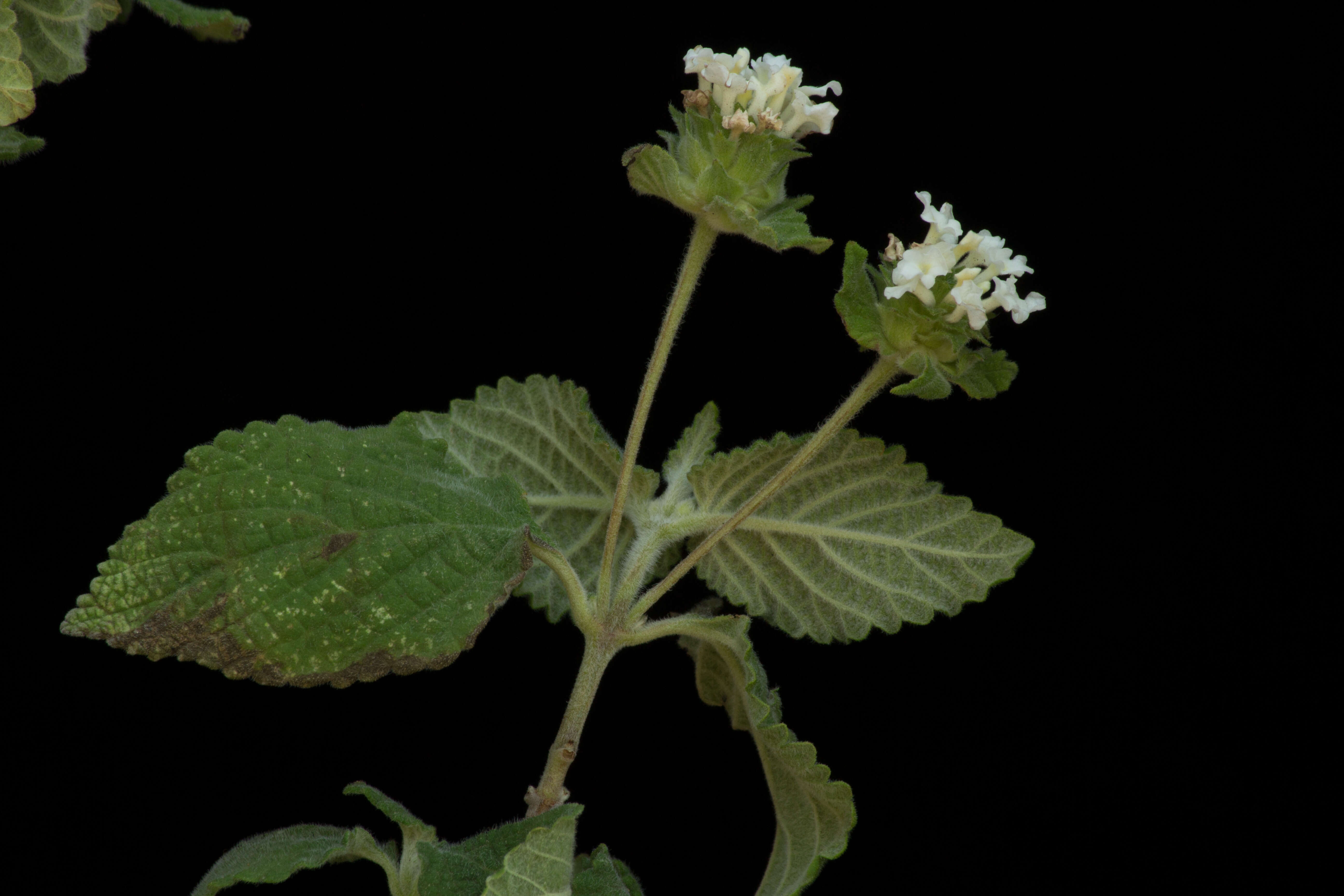 Image of Lantana hirta Graham