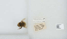 Image of Polar Bumble Bee