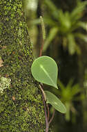 Image of West Indian peperomia