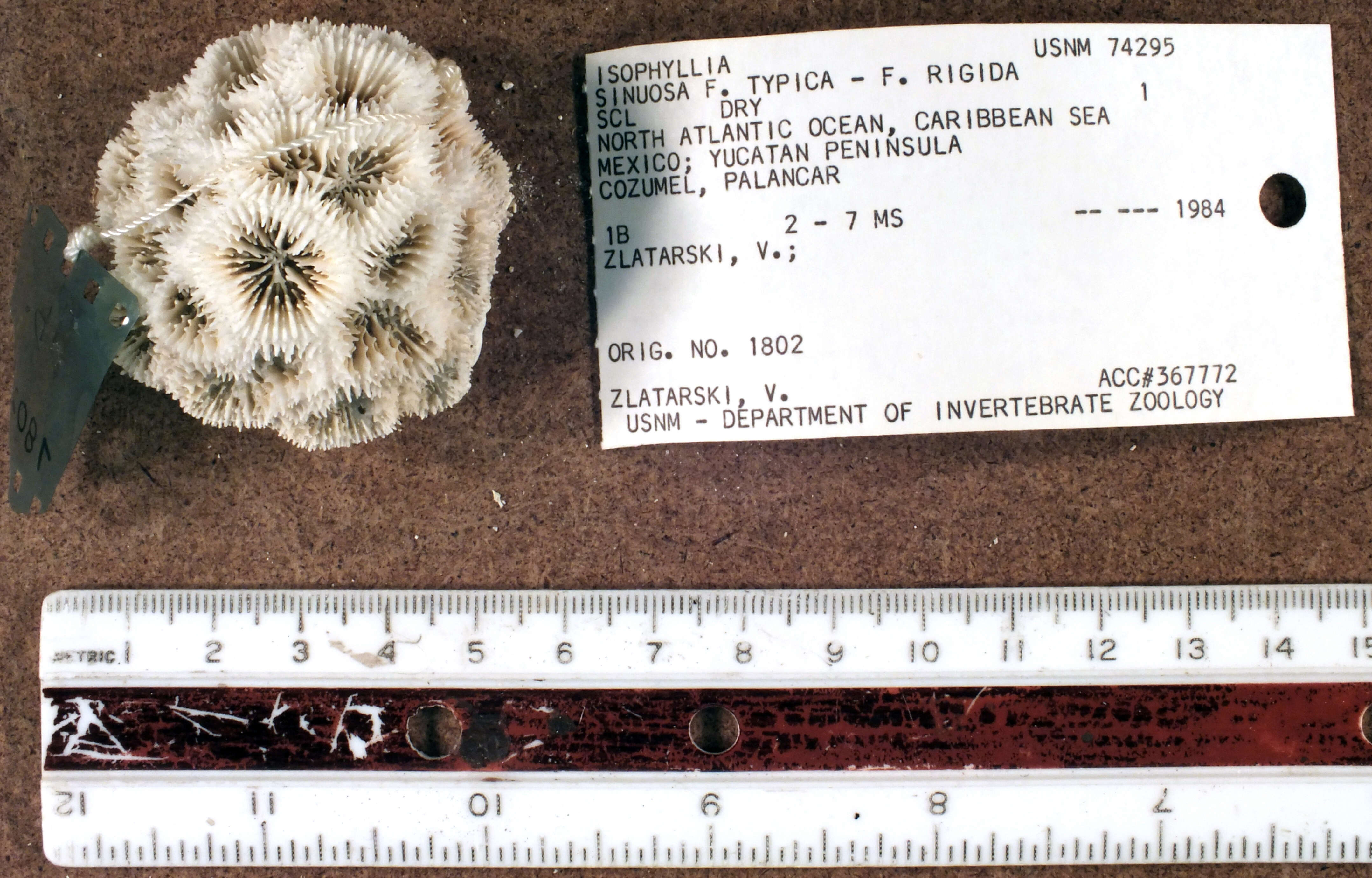 Image of Isophyllia sinuosa f. typica Verrill 1864