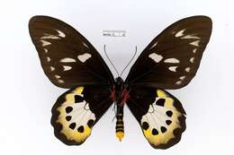 Слика од Ornithoptera goliath Oberthür 1888