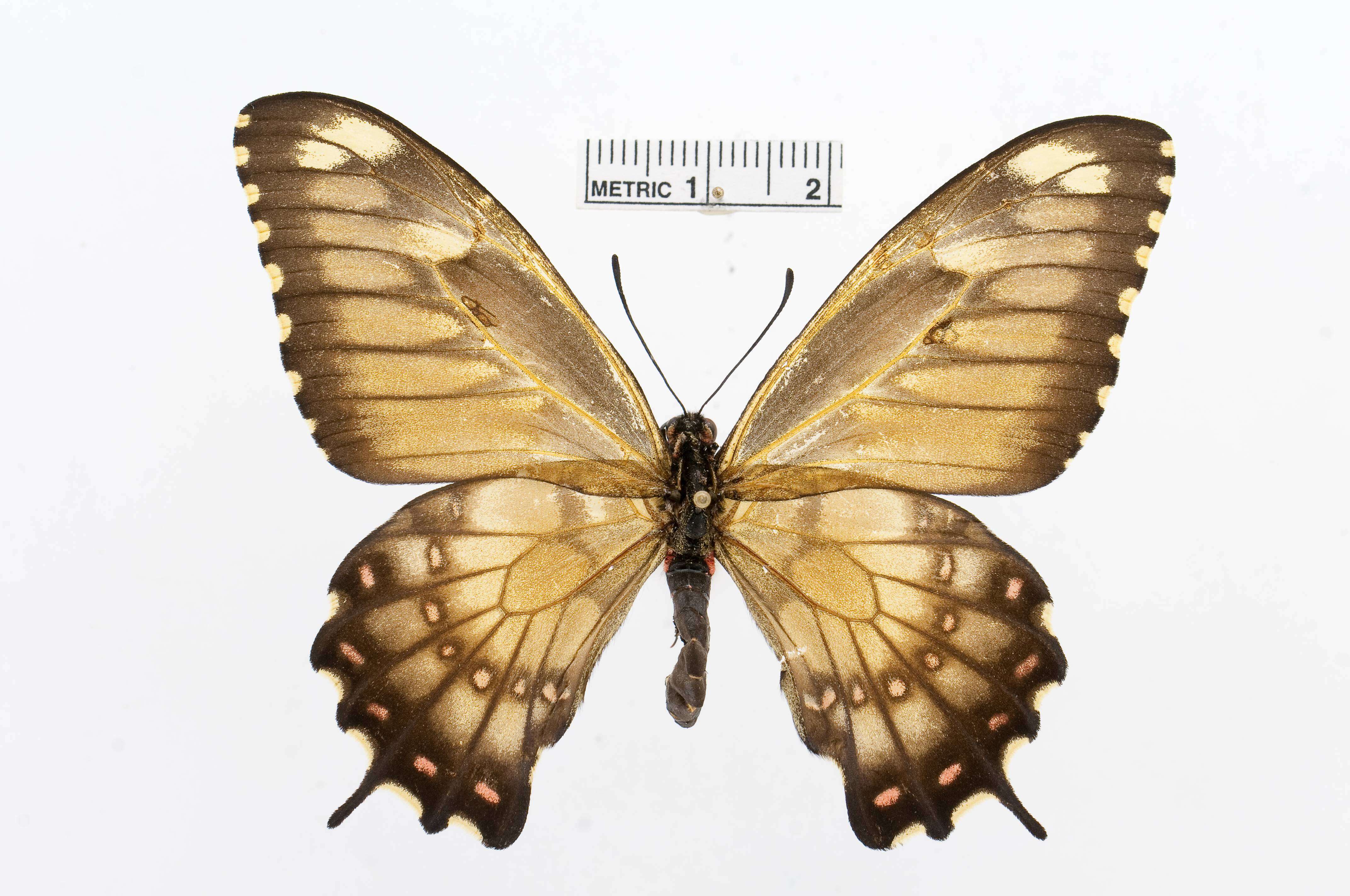 Image of Euryades duponchelii (Lucas 1836)