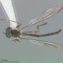 Image of Leptogaster lineatus Scarbrough 1996