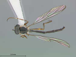 Image of Leptogaster lineatus Scarbrough 1996