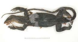 Image of Varanus caerulivirens Ziegler, Böhme & Philipp 1999