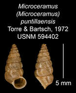 Imagem de Microceramus puntillaensis C. Torre & Bartsch 2008