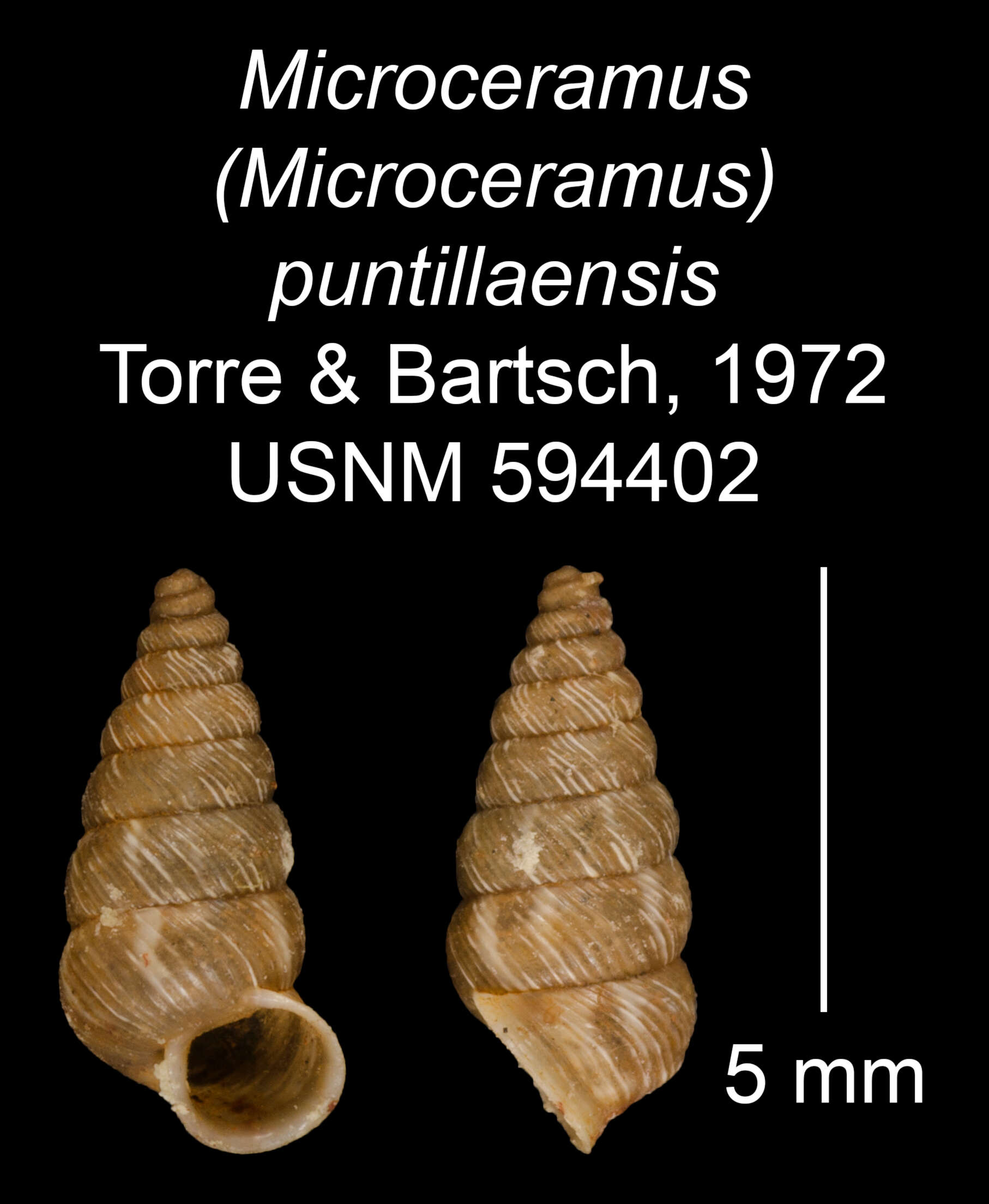 Imagem de Microceramus puntillaensis C. Torre & Bartsch 2008