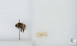 Image of White-tailed bumblebee