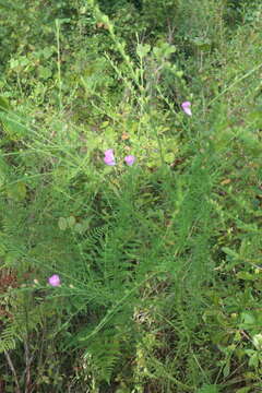 Image of Beach False Foxglove