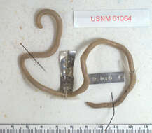 Image of Yucatecan Worm Snake