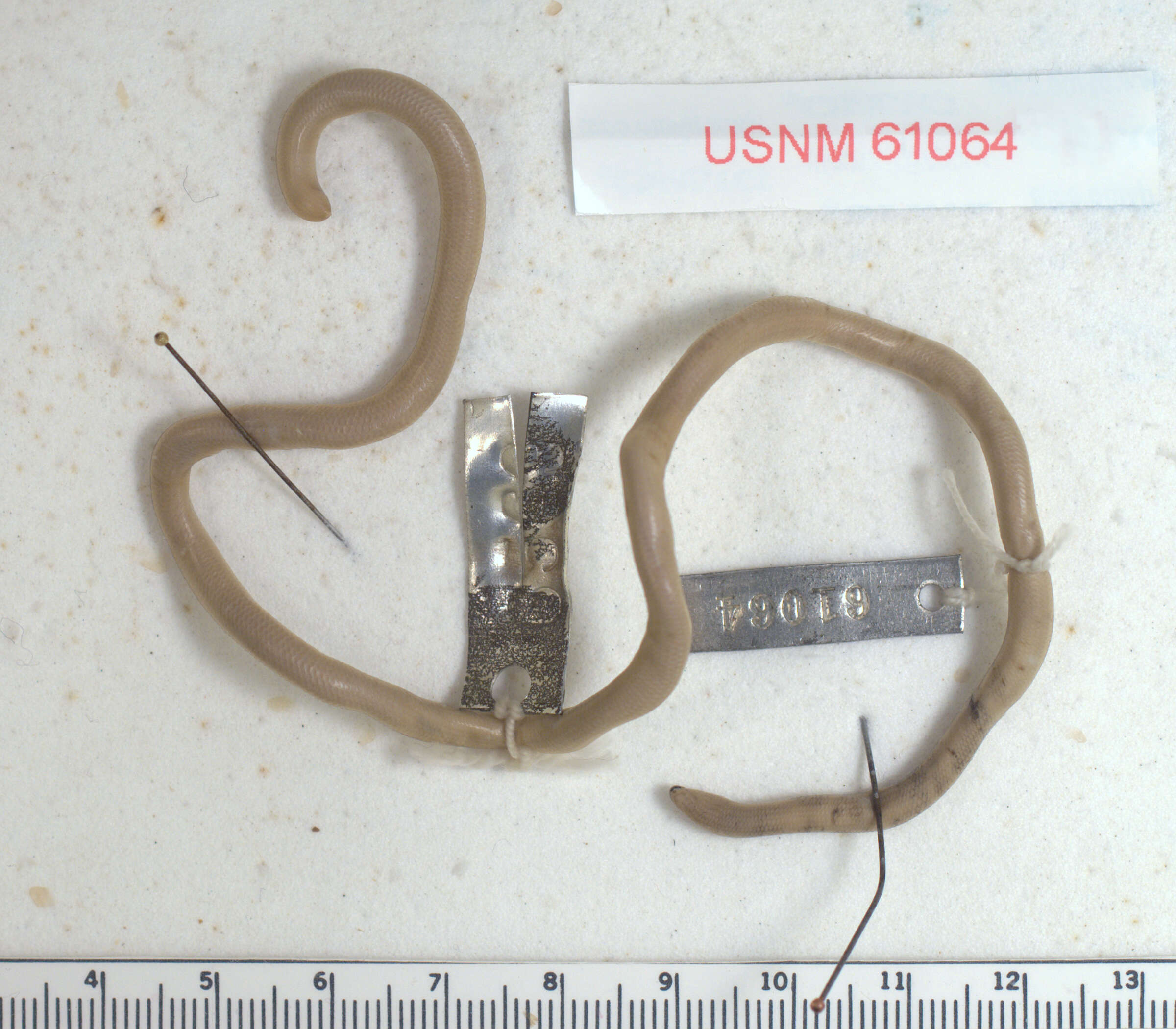 Image of Yucatecan Worm Snake