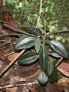 Image of Napali-Kona Peperomia