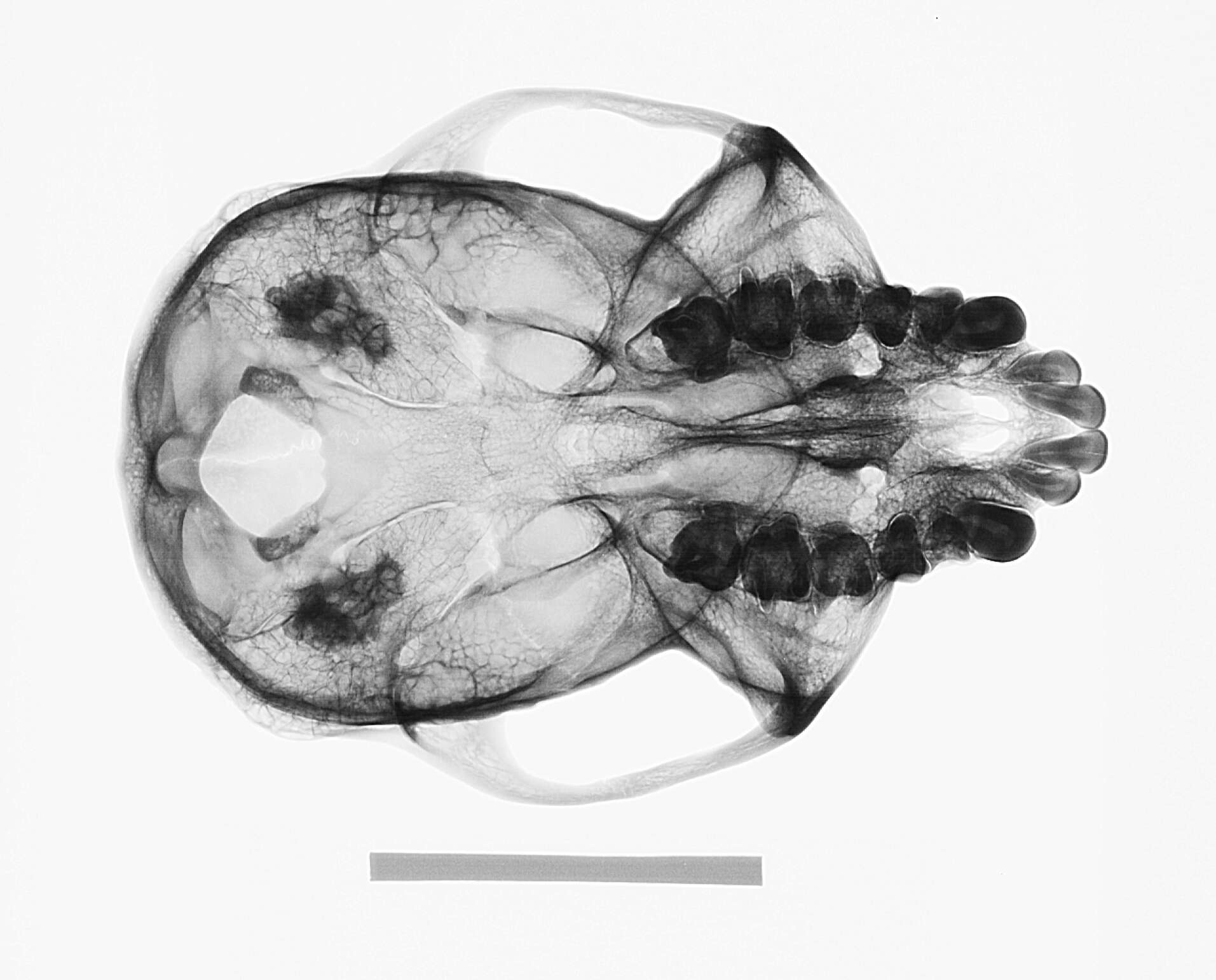 Image of Colobus guereza kikuyuensis Lönnberg 1912