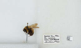 Слика од Bombus affinis Cresson 1864