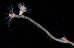 Image of pinkmouth hydroid