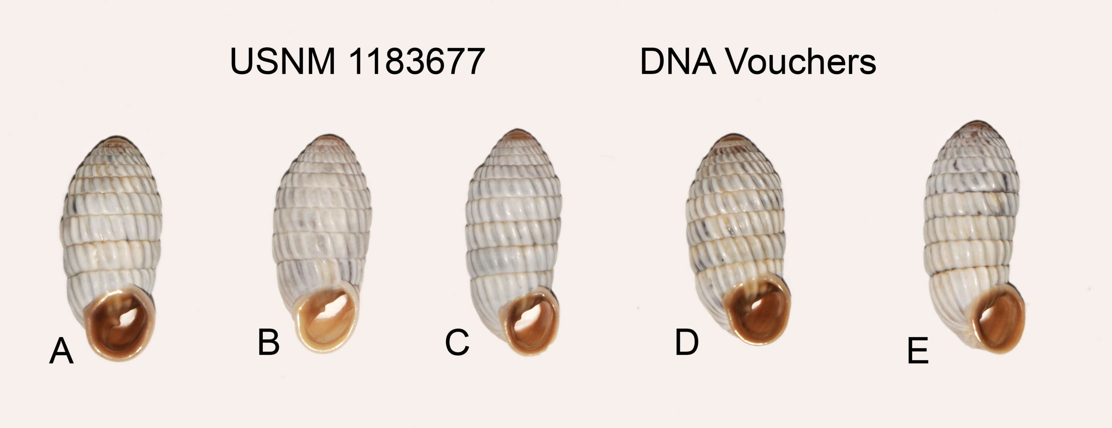 Image of Cerion uva (Linnaeus 1758)