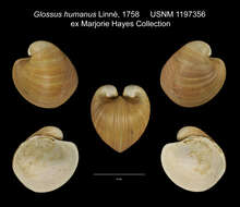 Image of Glossus Poli 1795