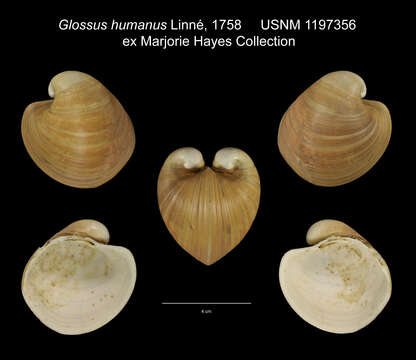 Image of Glossus Poli 1795