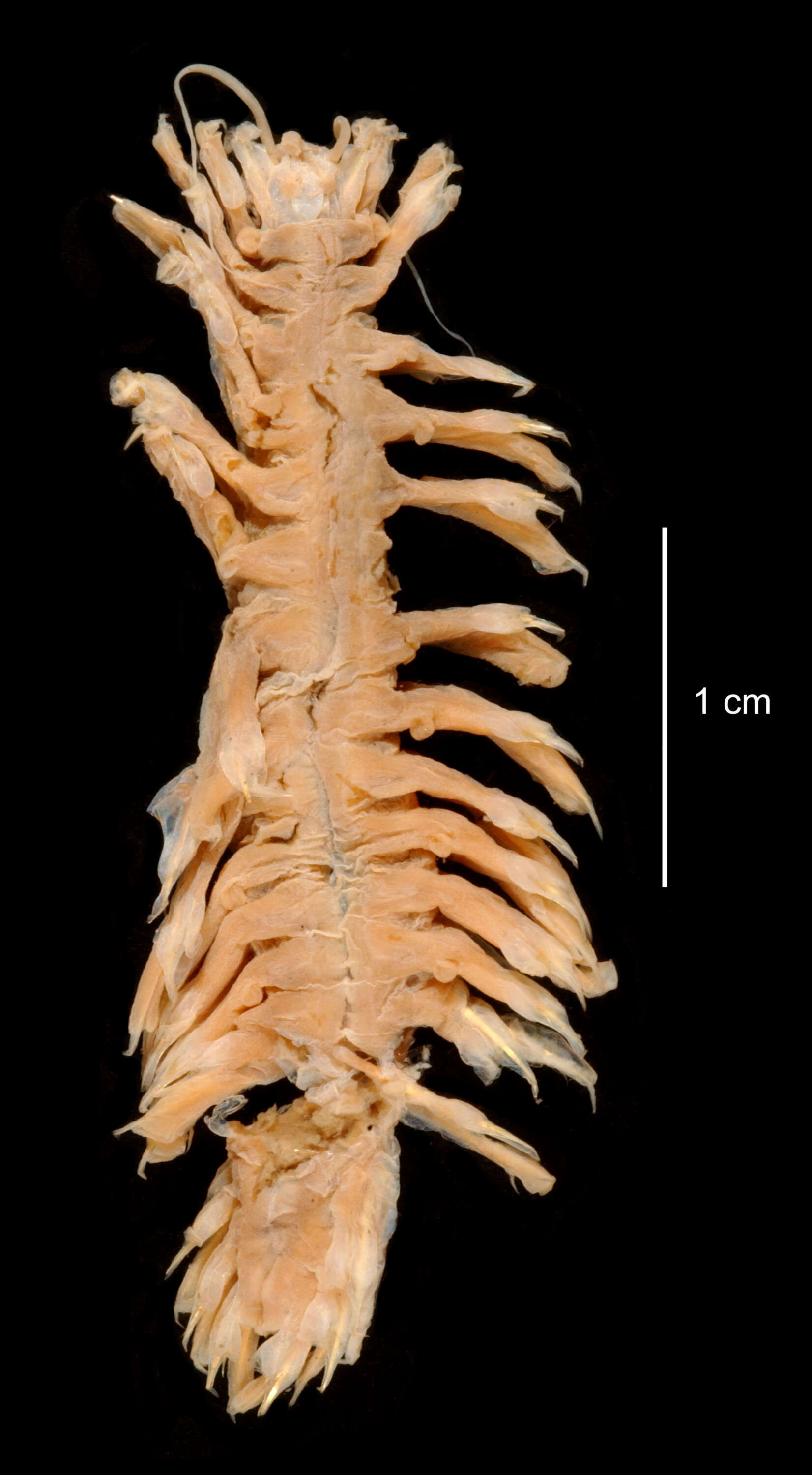 Image of Bathyeliasona nigra (Hartman 1967)