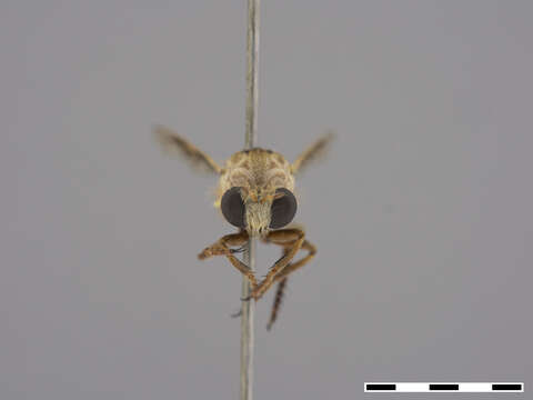 Image of Anypodetus fascipennis Engel 1924