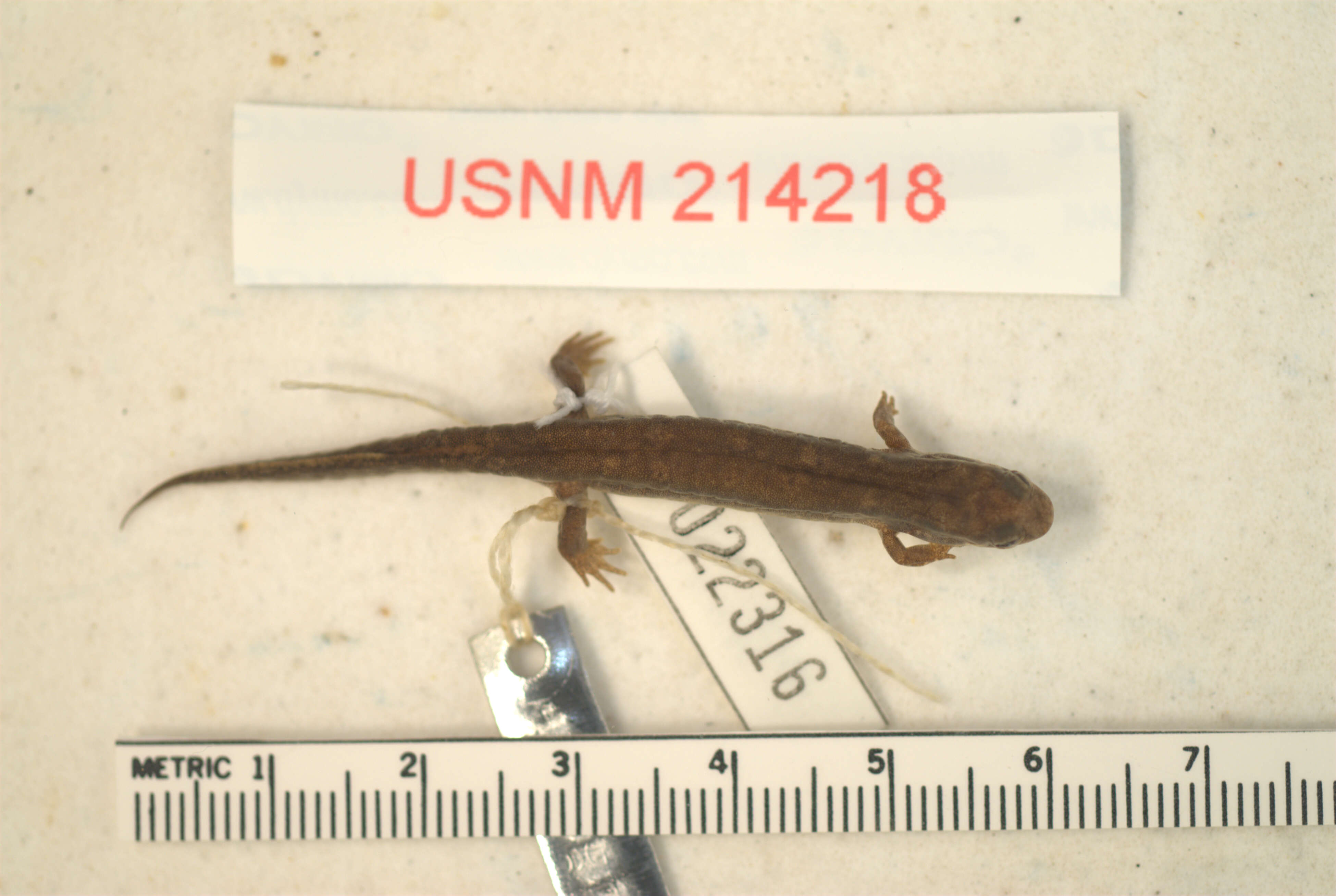 Image of Santeetlah Dusky Salamander