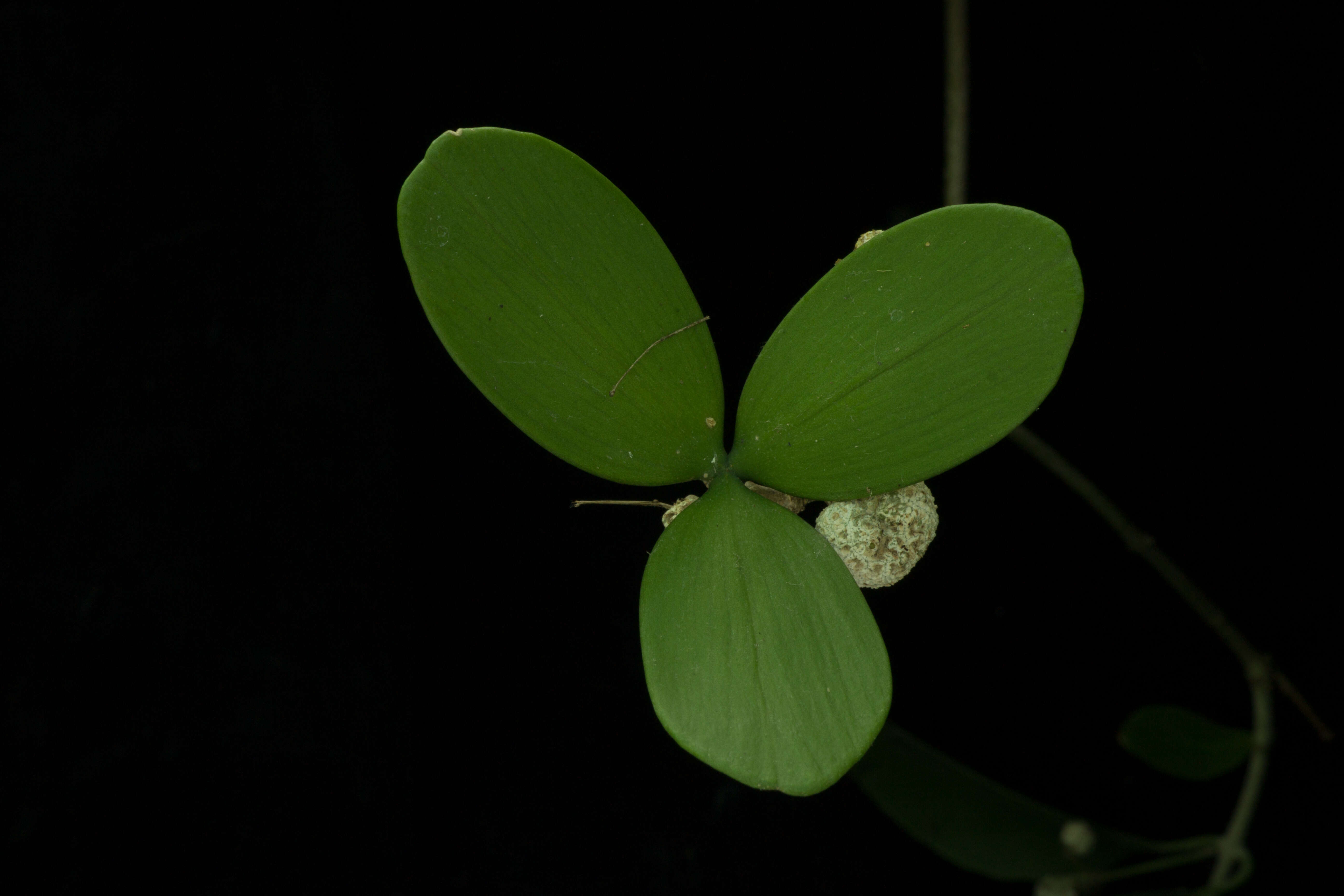 Image of Pristimera celastroides (Kunth) A. C. Sm.