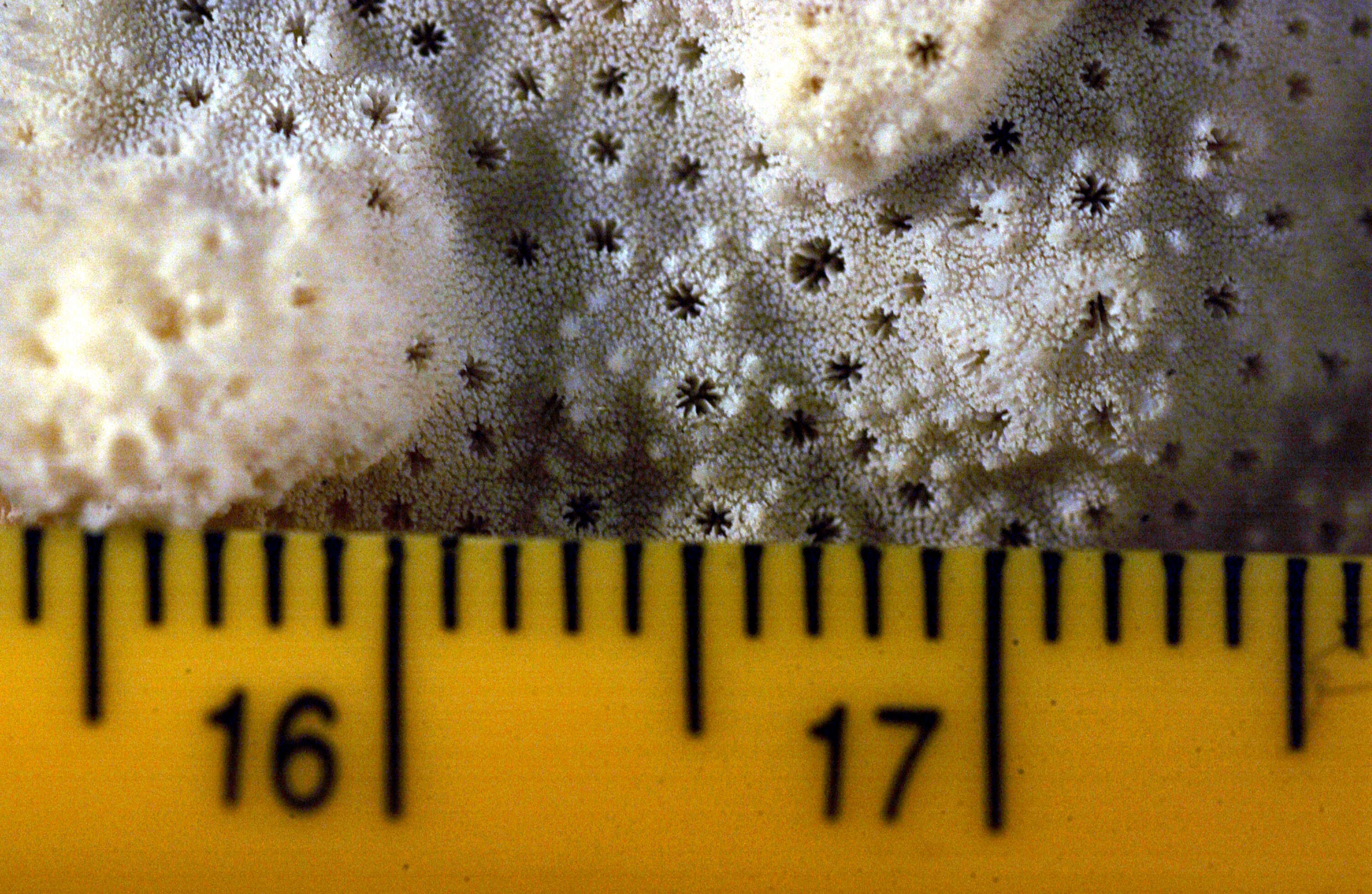 Image of pore coral