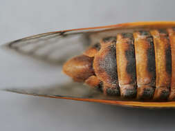 Image of Decim Periodical Cicada