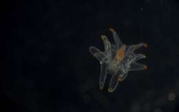 Image of Astropectinidae