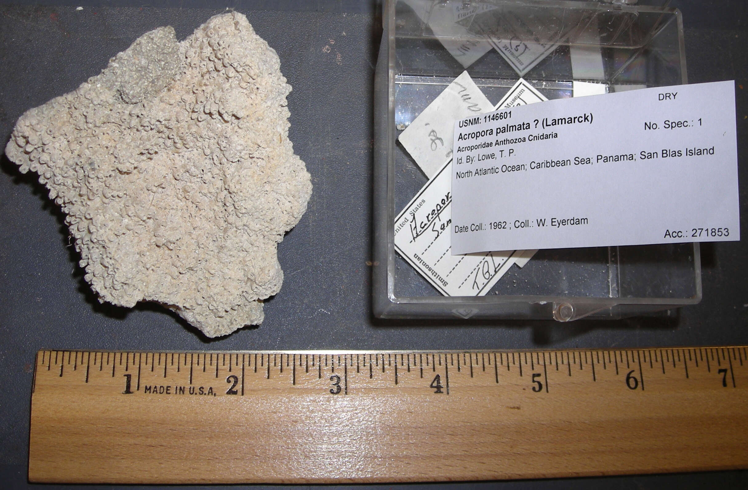 Image of Elkhorn Coral