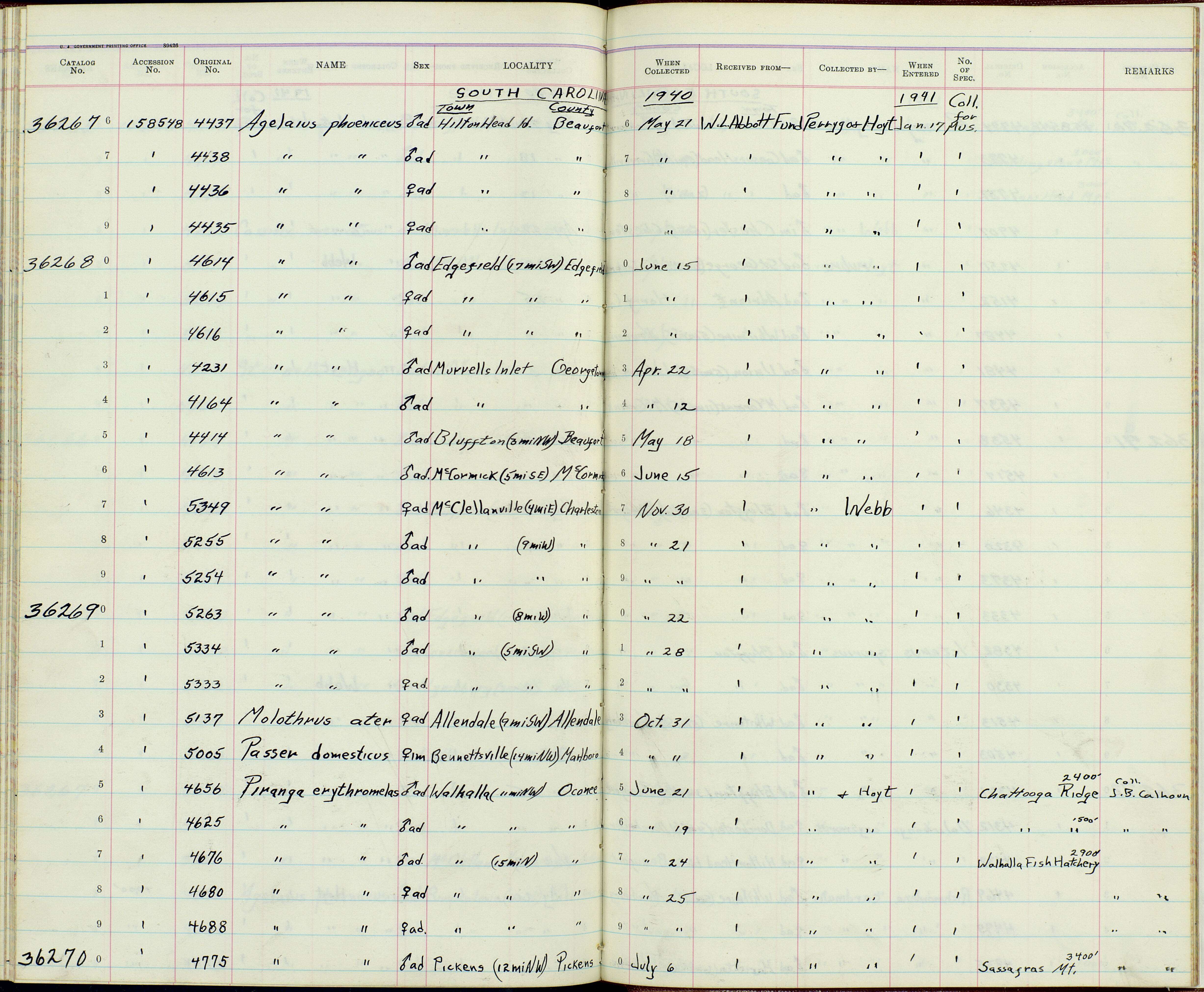 Слика од Agelaius phoeniceus mearnsi Howell, AH & Van Rossem 1928