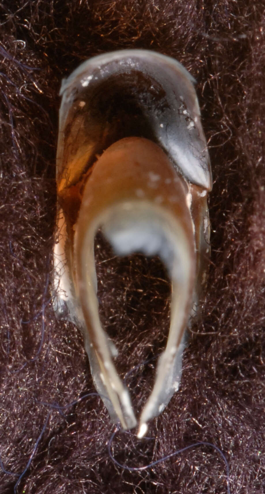 Image of Coffee bean scaled squid