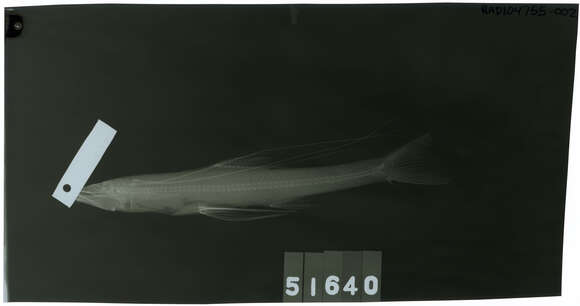 Image of Bathypterois antennatus Gilbert 1905