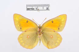 Image of Colias staudingeri Alphéraky 1881