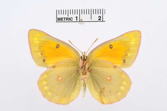 صورة Colias staudingeri Alphéraky 1881