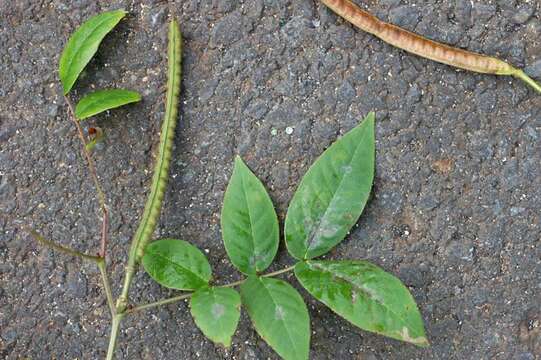 Image of septicweed