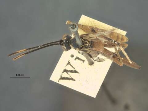 Mesostenus thoracicus Cresson 1864的图像