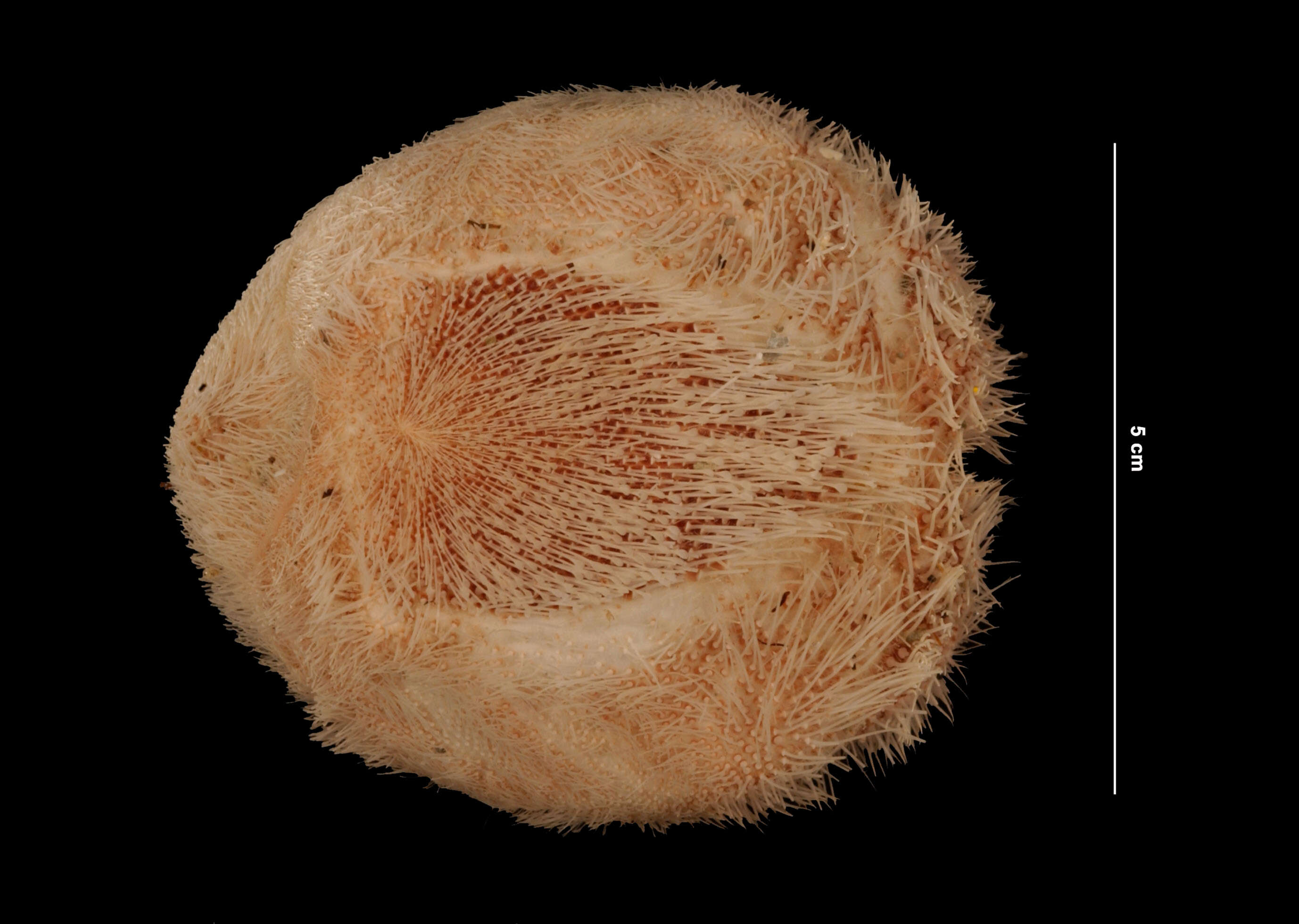 Image of Schizaster orbignyanus A. Agassiz 1880
