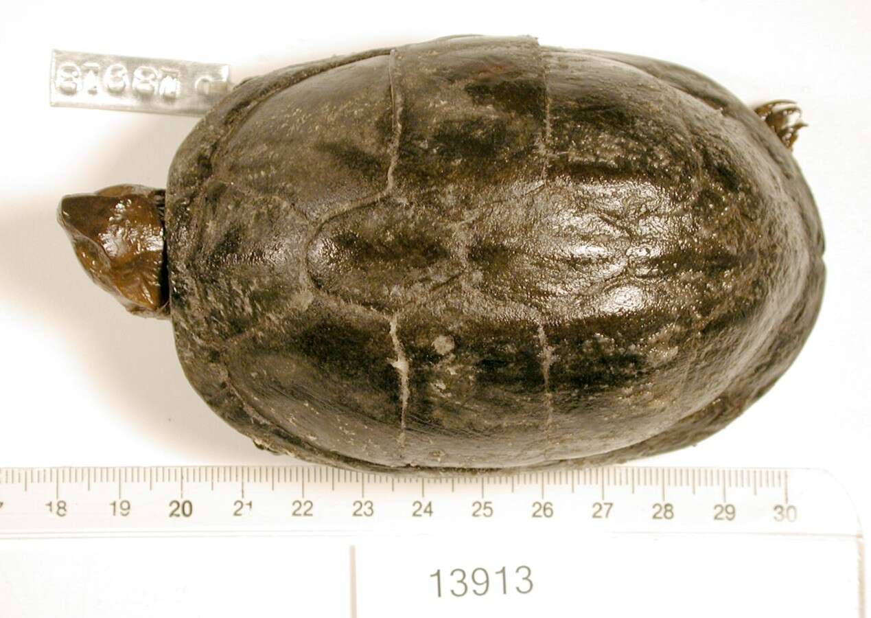 Image of Red-cheeked Mud Turtle