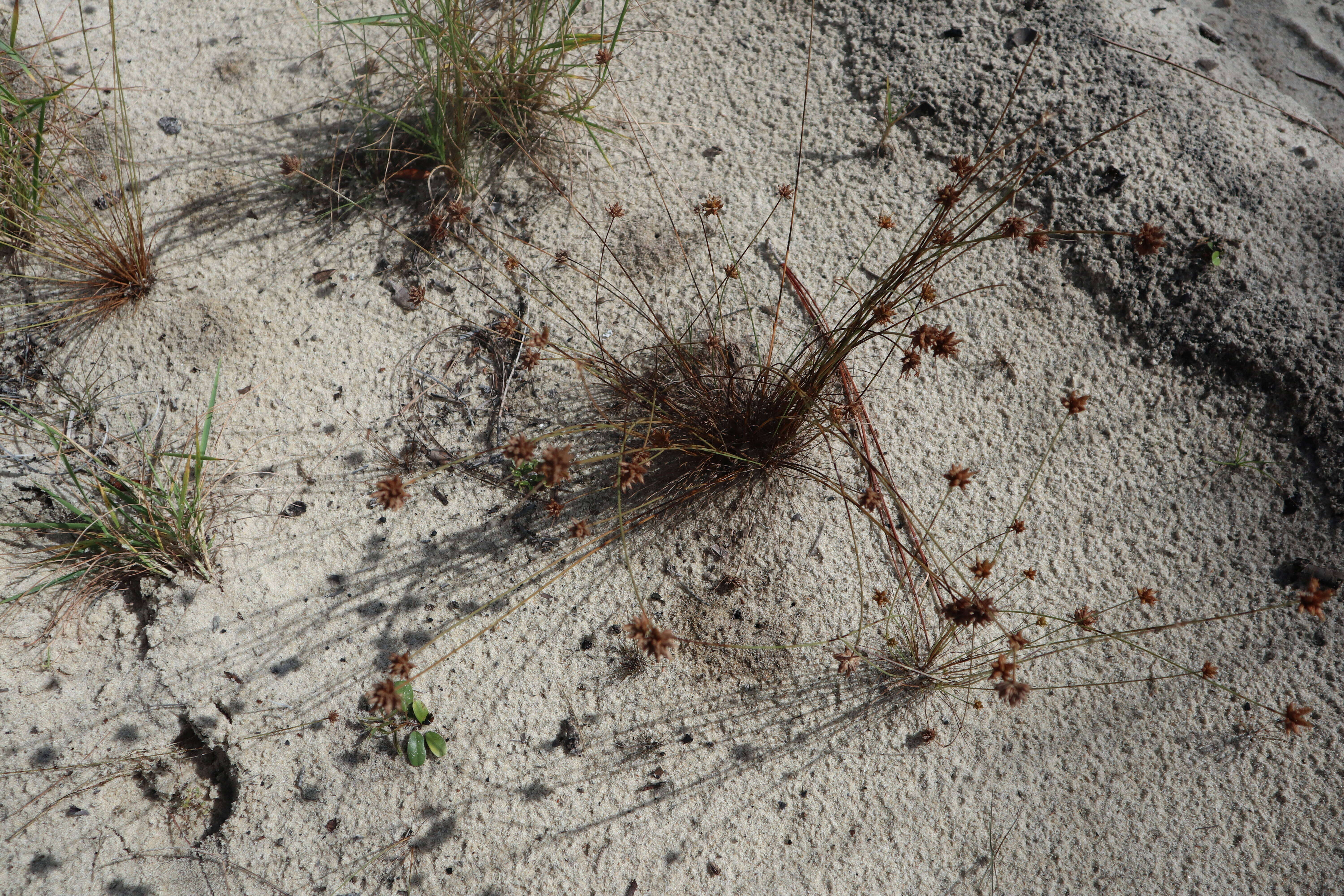 Image of Ware's Hair Sedge