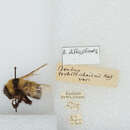 Image of Bombus difficillimus Skorikov 1912