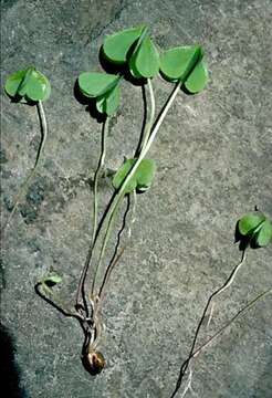 Image of pink woodsorrel