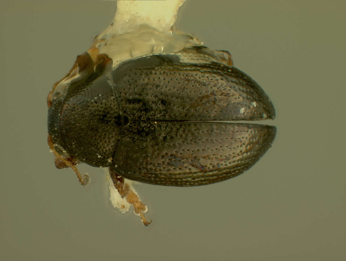 Image of Chaetocnema difficilis R. White 1996