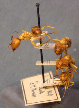 Image of Florida Carpenter Ant